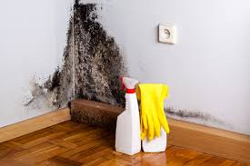 Best Basement Mold Removal  in New Braunfels, TX